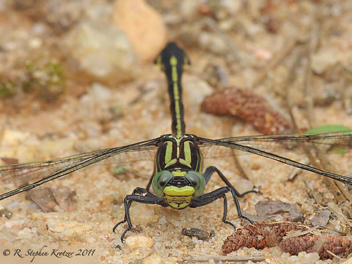 Gomphurus lineatifrons, female